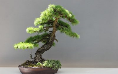 The Art of Bonsai: Techniques for Beginners