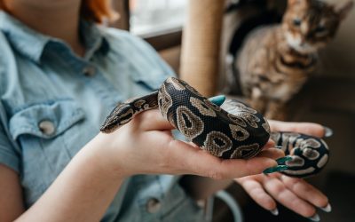 Navigating Exotic Pet Wellness and Care